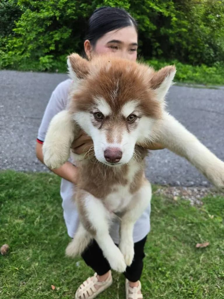 ไซบีเรียน ฮัสกี้ Siberian Husky
