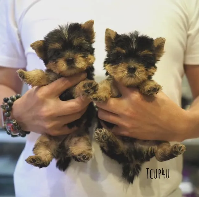 ยอร์คเชียร์ เทอร์เรีย หน้าตุ๊กตา