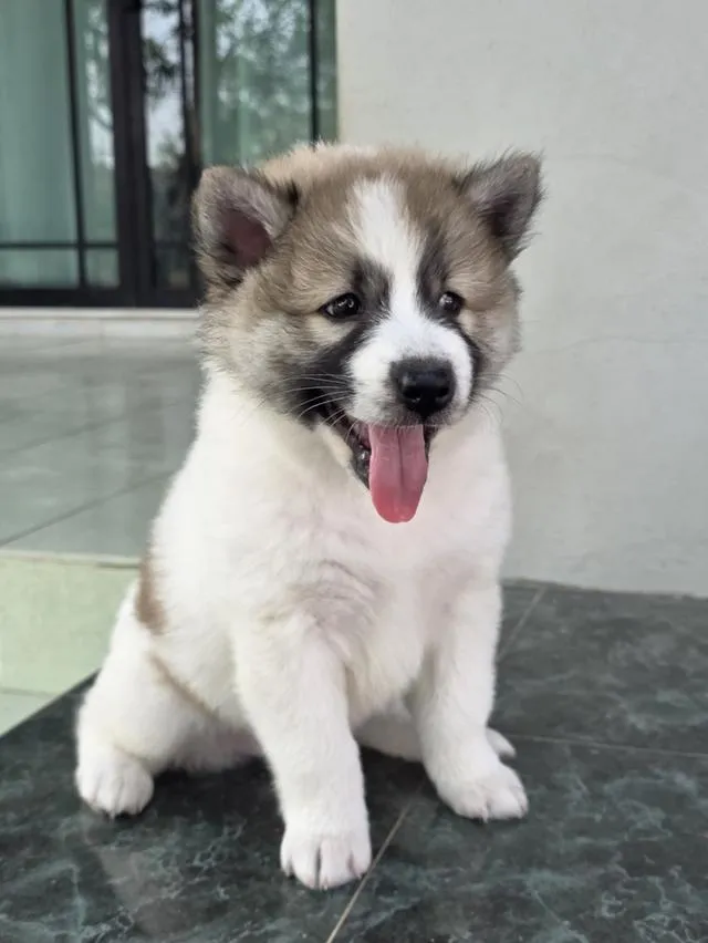 ลูกสุนัขไทยบางแก้วเพศเมีย