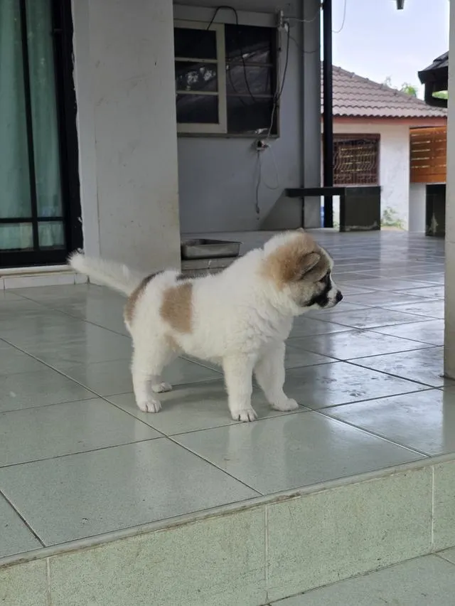 ลูกสุนัขไทยบางแก้วเพศเมีย