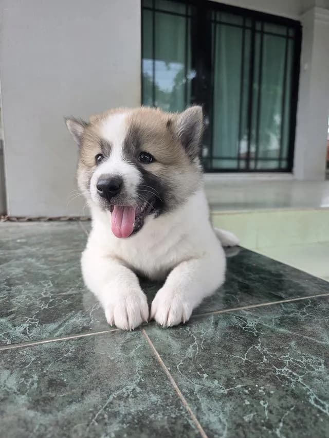 ลูกสุนัขไทยบางแก้วเพศเมีย