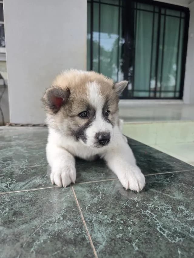 ลูกสุนัขไทยบางแก้วเพศเมีย