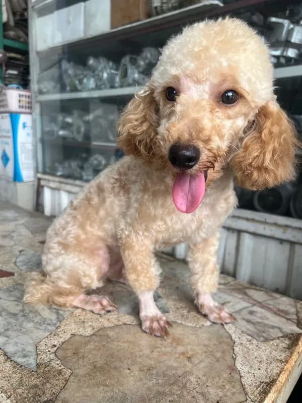 พุดเดิ้ลแท้ ตัวผู้
