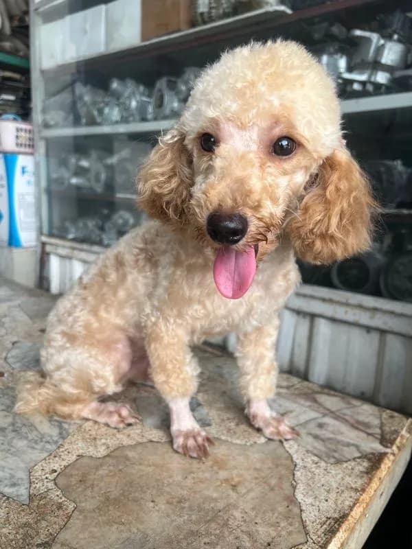 พุดเดิ้ลแท้ ตัวผู้