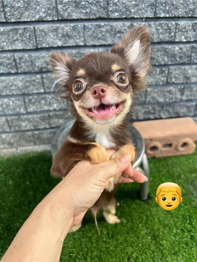 ลูกสุนัขชิวาว่าสีช๊อคแทน เพศผู้