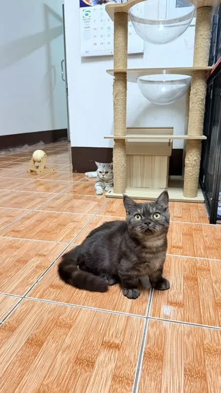 น้องแมว มันช์กิ้น ขาสั้น