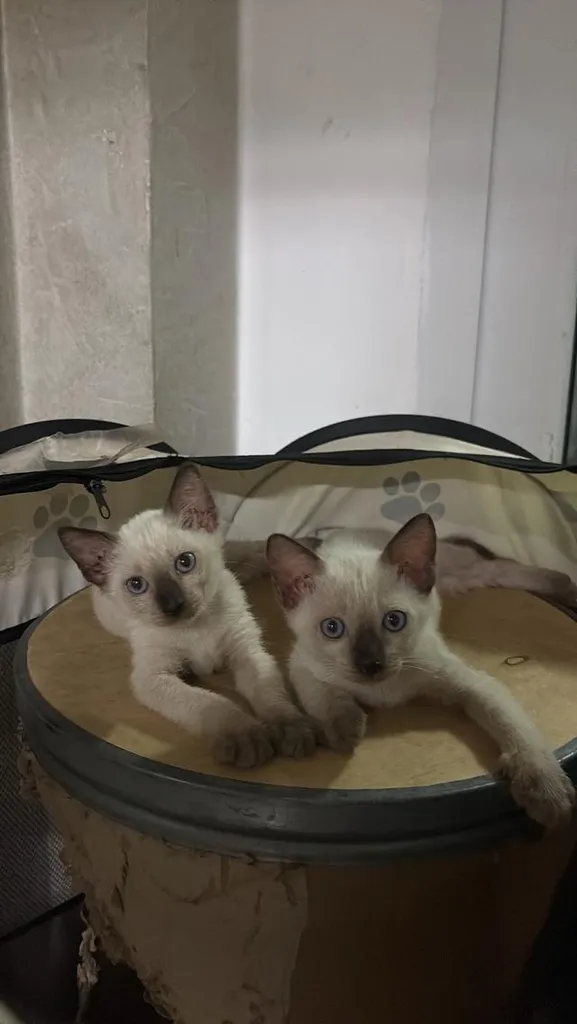 หาบ้านให้น้องแมวตัวเมีย วิเชียรมาศ