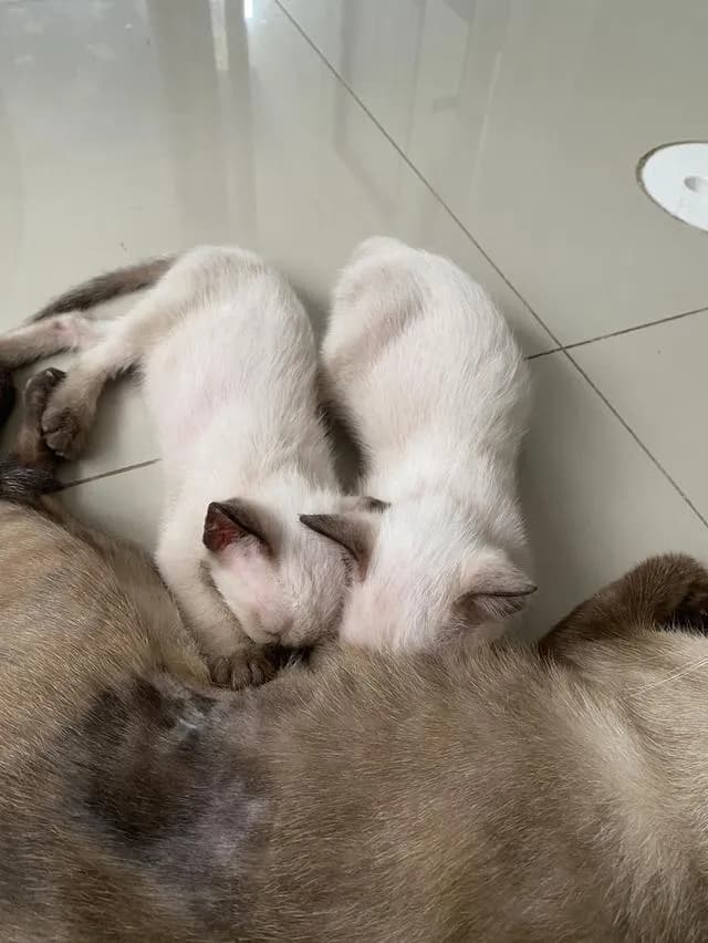หาบ้านให้น้องแมวตัวเมีย วิเชียรมาศ