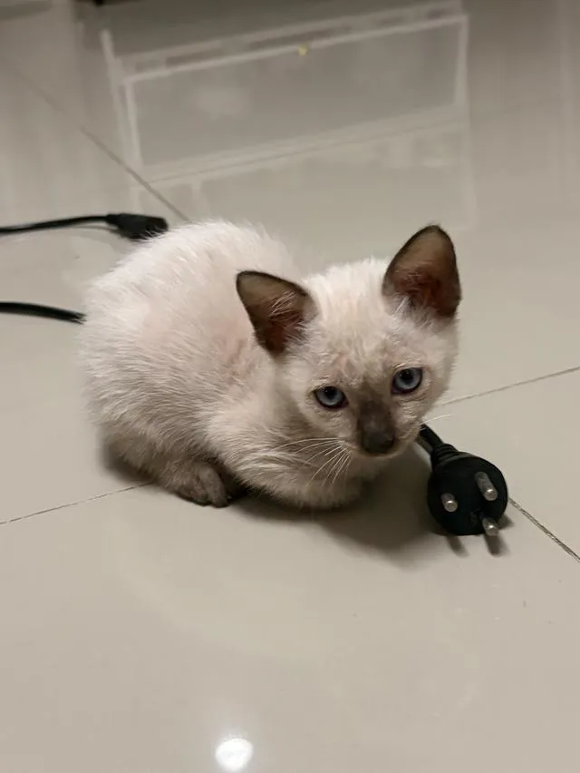 หาบ้านให้น้องแมวตัวเมีย วิเชียรมาศ