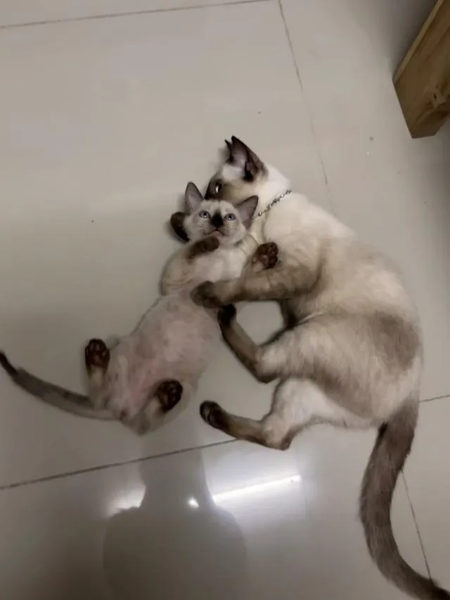 หาบ้านให้น้องแมวตัวเมีย วิเชียรมาศ