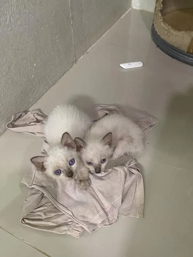 หาบ้านให้น้องแมวตัวเมีย วิเชียรมาศ