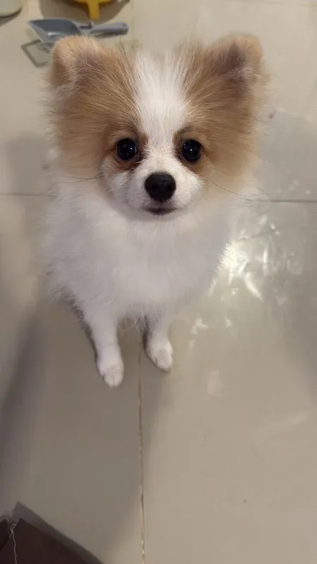 ปอมเมอเรเนียน