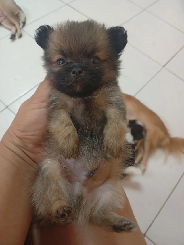 ชิวาว่าผสมชิสุ