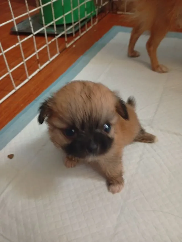 ชิวาว่าผสมชิสุ