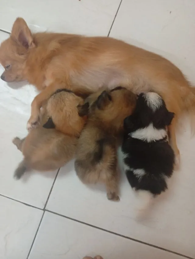 ชิวาว่าผสมชิสุ