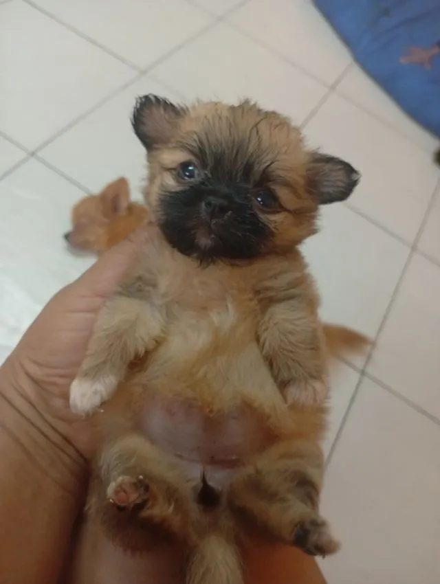 ชิวาว่าผสมชิสุ