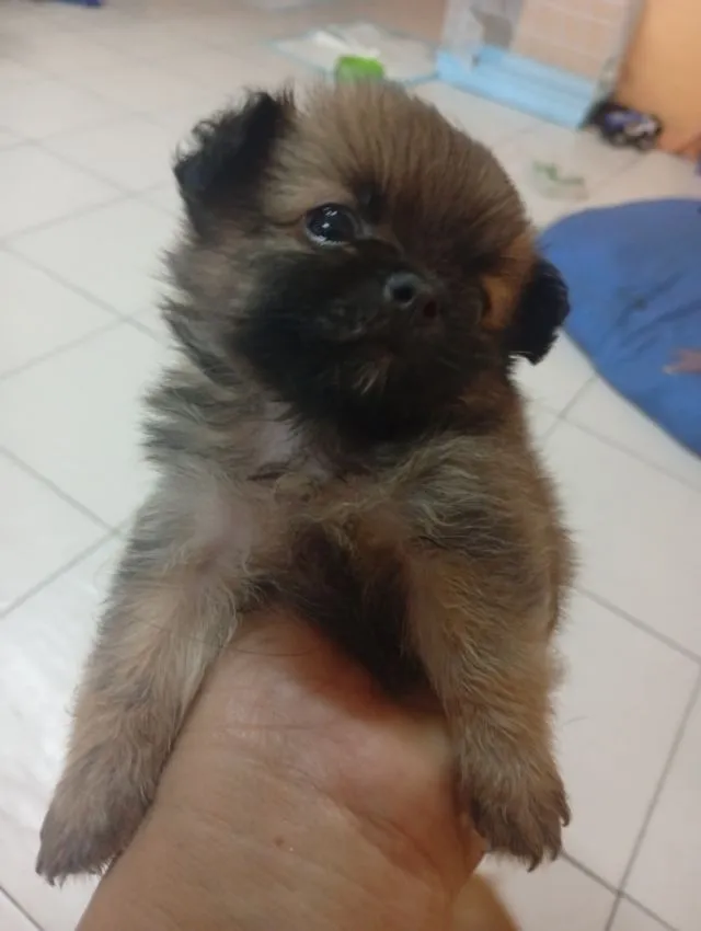 ชิวาว่าผสมชิสุ