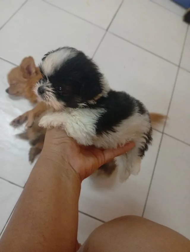 ชิวาว่าผสมชิสุ