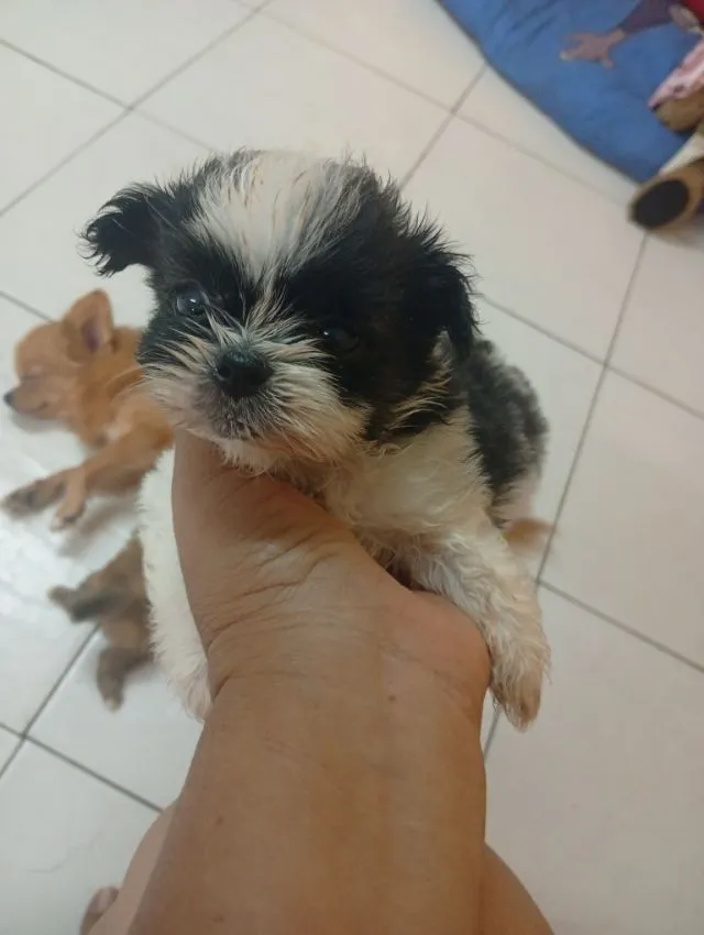 ชิวาว่าผสมชิสุ
