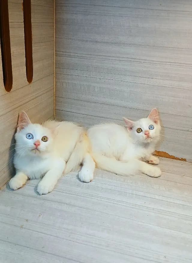 แมวสก้อตติชผสม ตาสองสี เพศผู้ สวยไม่มีตำหนิก่อนย้ายตรวจหัดแมวฟรีรับประกันเอดส์แมวกับรูคีเมียคะ