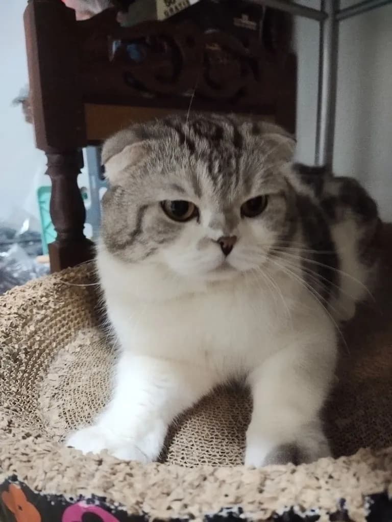 แมว Scottish Fold Blue Plus