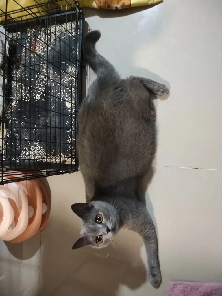 แมว Scottish Fold Blue Plus