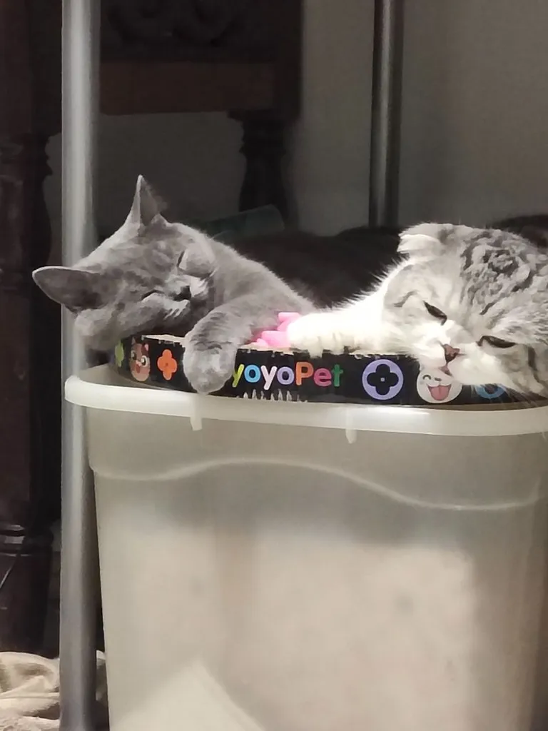 แมว Scottish Fold Blue Plus