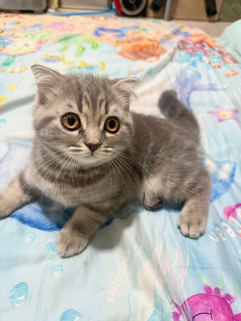 แมว Scottish Fold Blue Plus