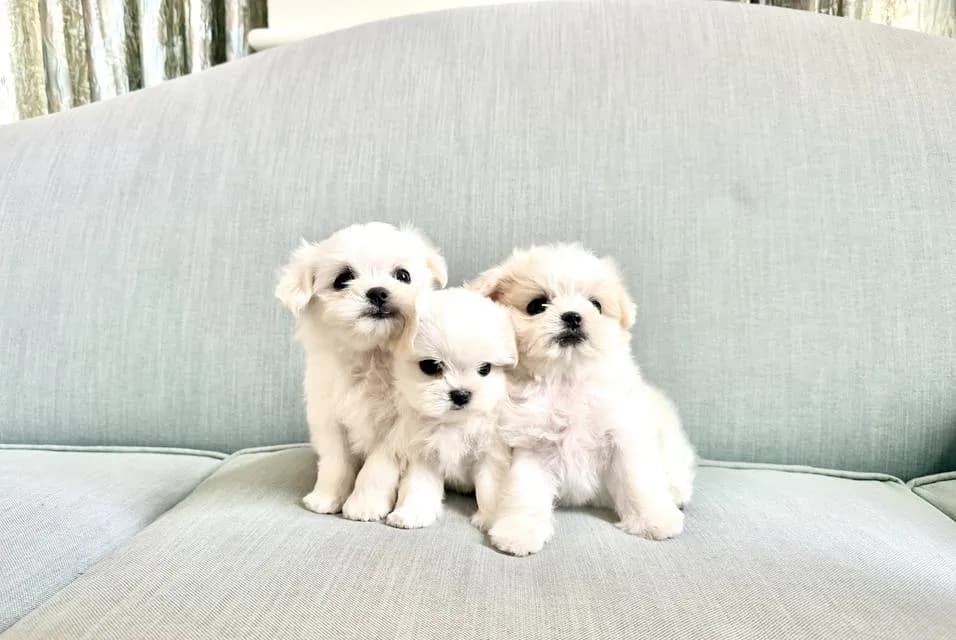 น้องหมาพันธุ์มอลทีสเกาหลี