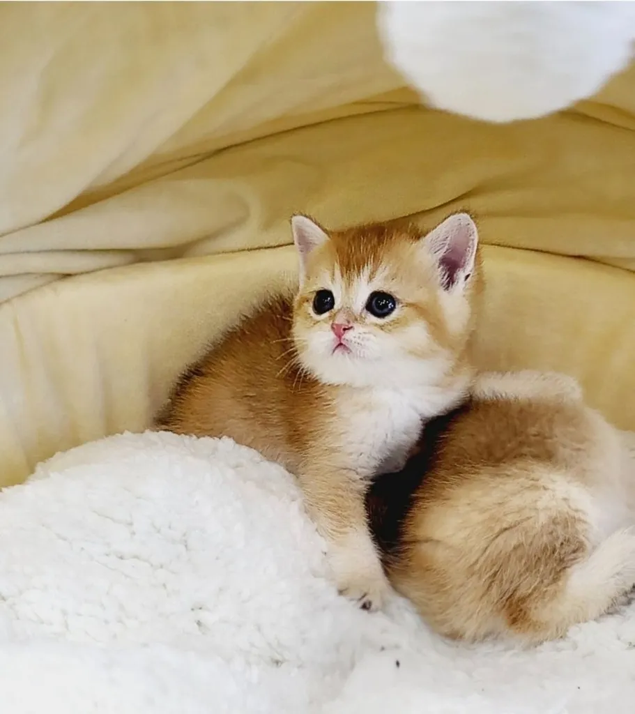 บริติช ชอร์ตแฮร์ (British Shorthair)
