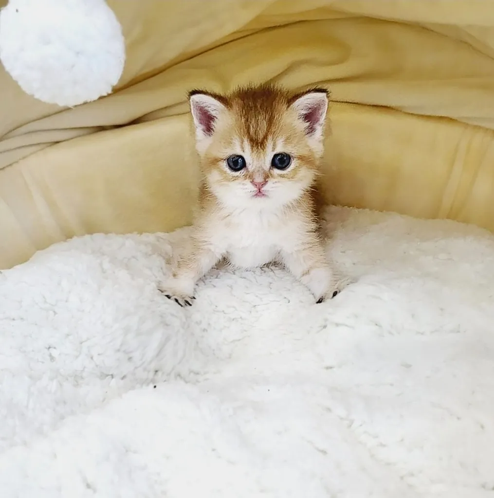 บริติช ชอร์ตแฮร์ (British Shorthair)