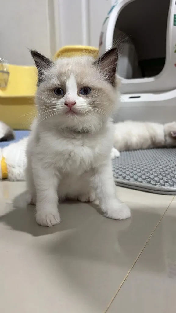 น้องแมวสายพันธุ์ Ragdoll เพศผู้ น้องรักขี้อ้อน เป็นมิตรกับทุกคน