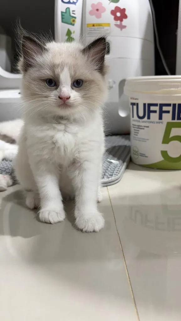 น้องแมวสายพันธุ์ Ragdoll เพศผู้ น้องรักขี้อ้อน เป็นมิตรกับทุกคน