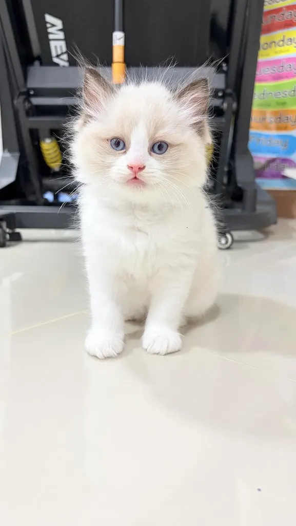 น้องแมวสายพันธุ์ Ragdoll เพศผู้ น้องรักขี้อ้อน เป็นมิตรกับทุกคน