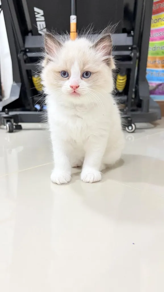 น้องแมวสายพันธุ์ Ragdoll เพศผู้ น้องรักขี้อ้อน เป็นมิตรกับทุกคน