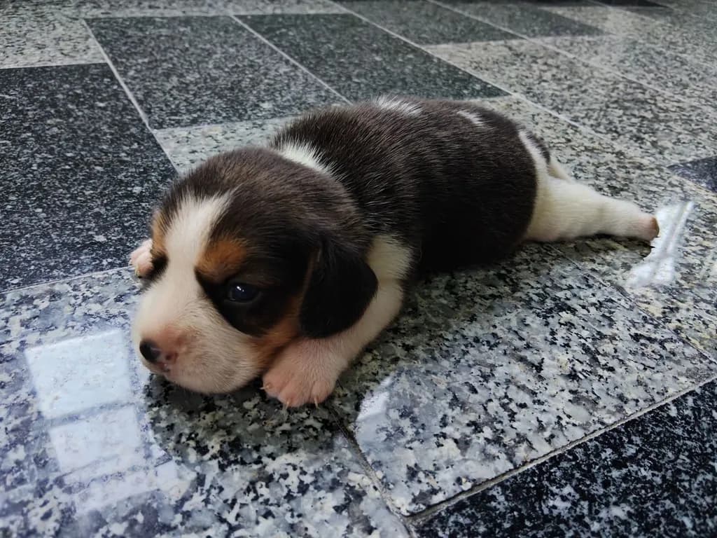 ลูกสุนัขบีเกิ้ลแท้