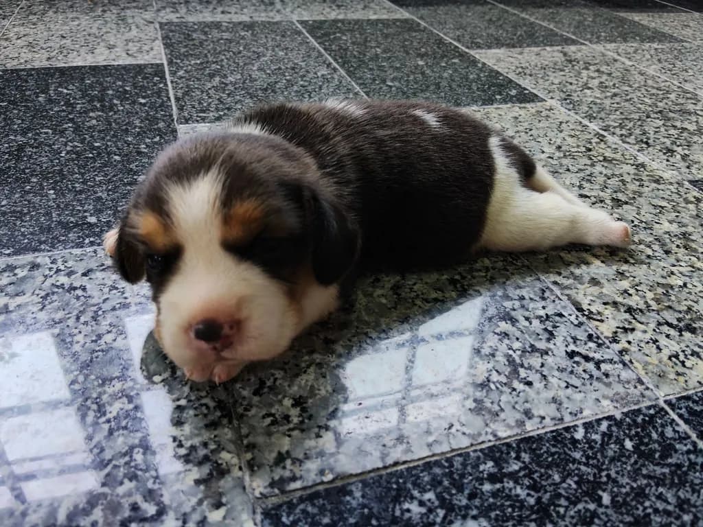 ลูกสุนัขบีเกิ้ลแท้