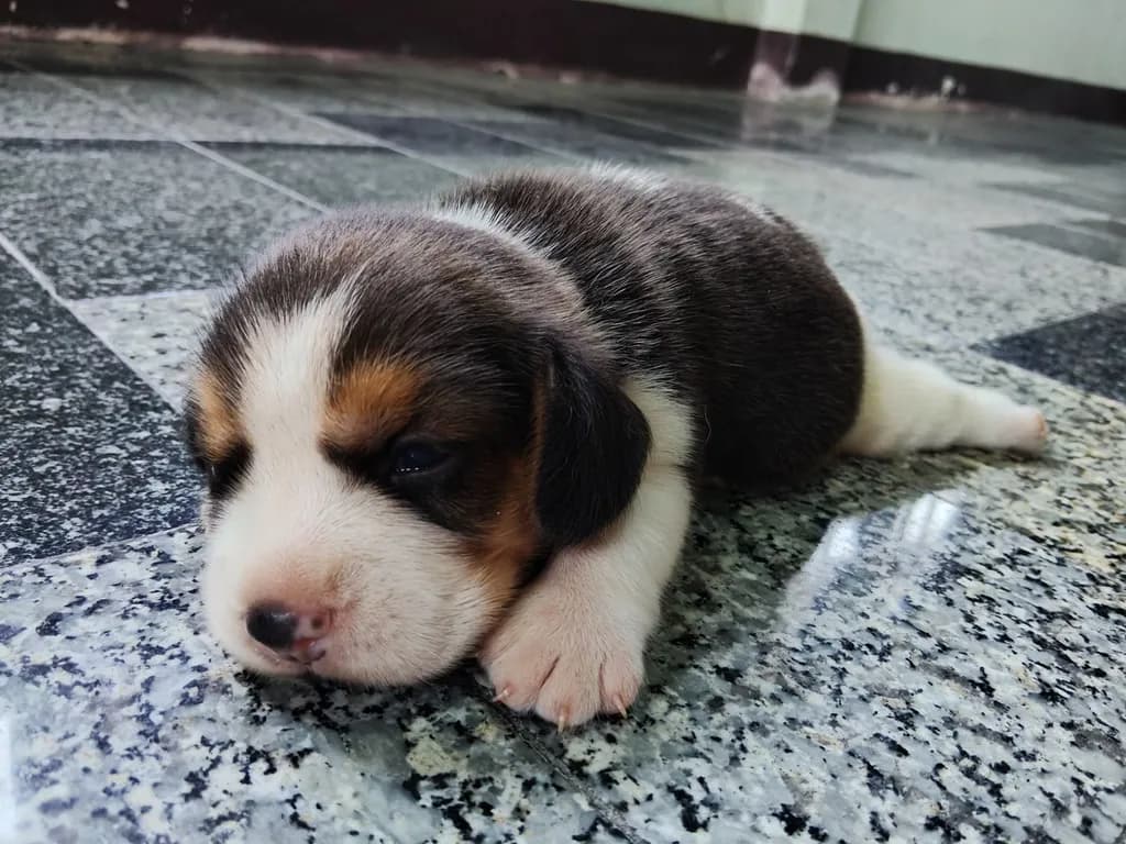 ลูกสุนัขบีเกิ้ลแท้