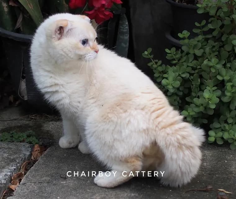 พ่อพันธุ์ scottish fold