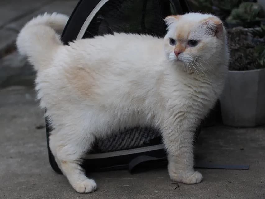 พ่อพันธุ์ scottish fold