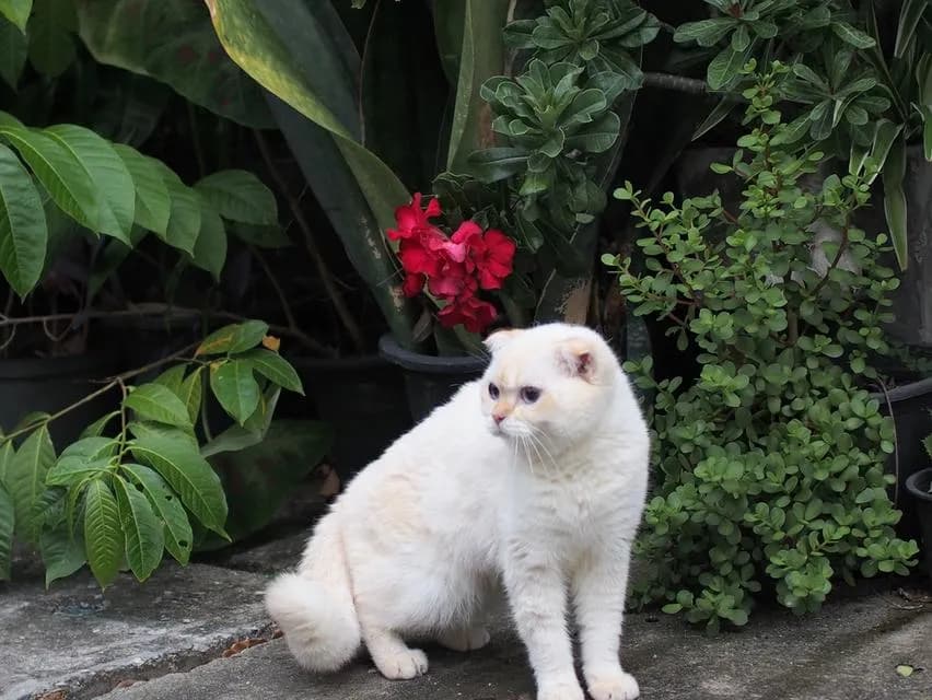 พ่อพันธุ์ scottish fold