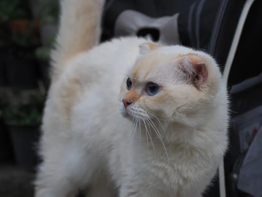 พ่อพันธุ์ scottish fold