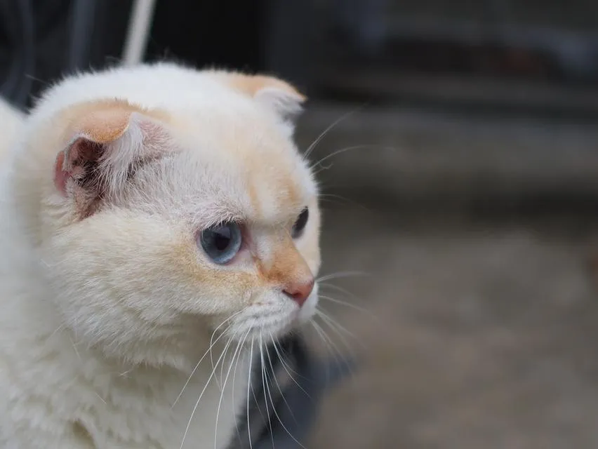 พ่อพันธุ์ scottish fold