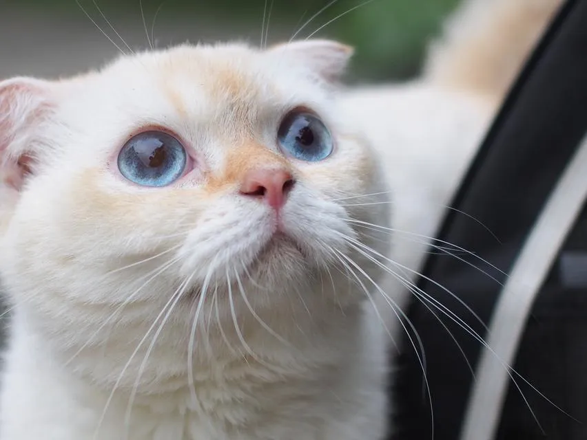 พ่อพันธุ์ scottish fold
