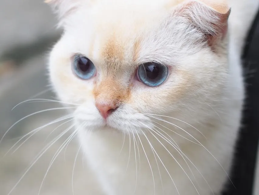 พ่อพันธุ์ scottish fold