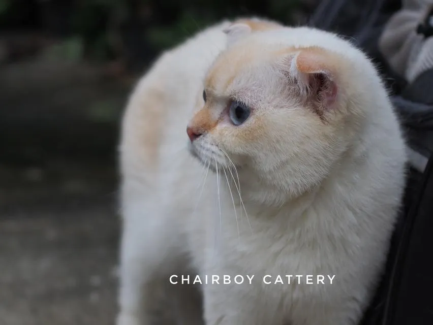 พ่อพันธุ์ scottish fold