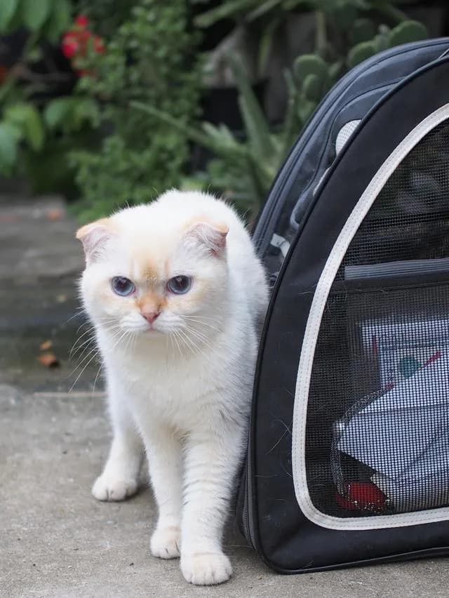 พ่อพันธุ์ scottish fold