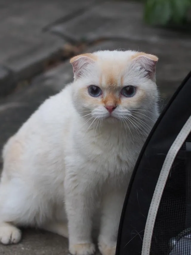 พ่อพันธุ์ scottish fold