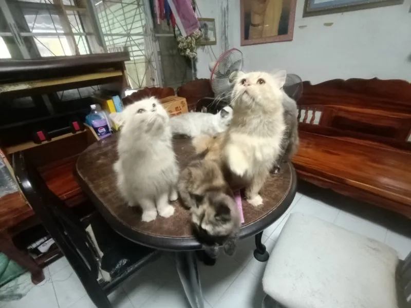 เปอร์เซีย ผสมบิรติช