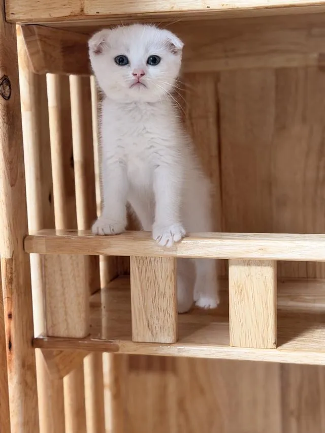 Scottish Fold kitten